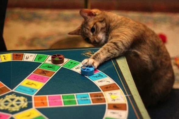 Katt spelar spel